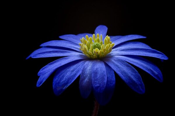 Purple flower