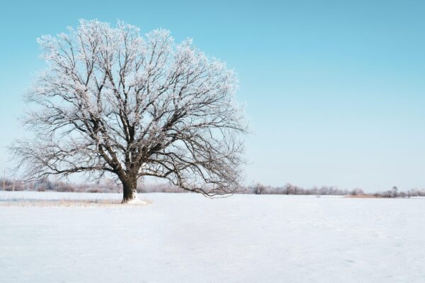 Winter Solstice: Free 30-minute Meditation and Q&A with Tony Pham