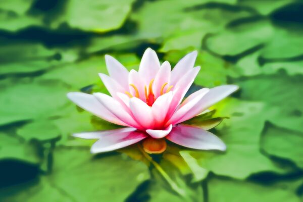 New Year's Day: Free 30-minute Meditation and Intention Sharing Circle